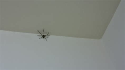 下坡風 家裏出現大蜘蛛